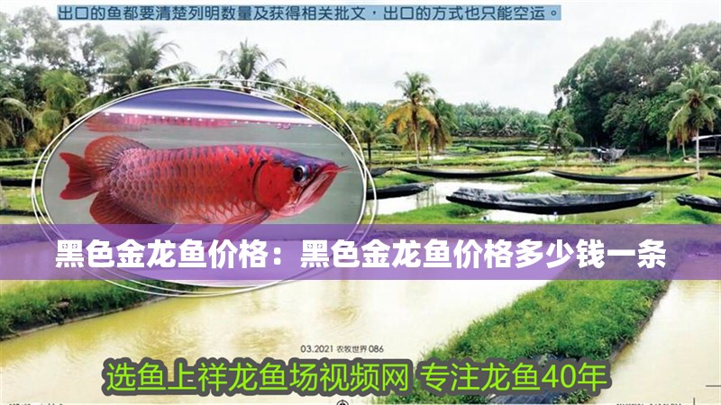 黑色金龍魚價格：黑色金龍魚價格多少錢一條 黑色金龍魚價格：黑色金龍魚價格多少錢一條 水族問答
