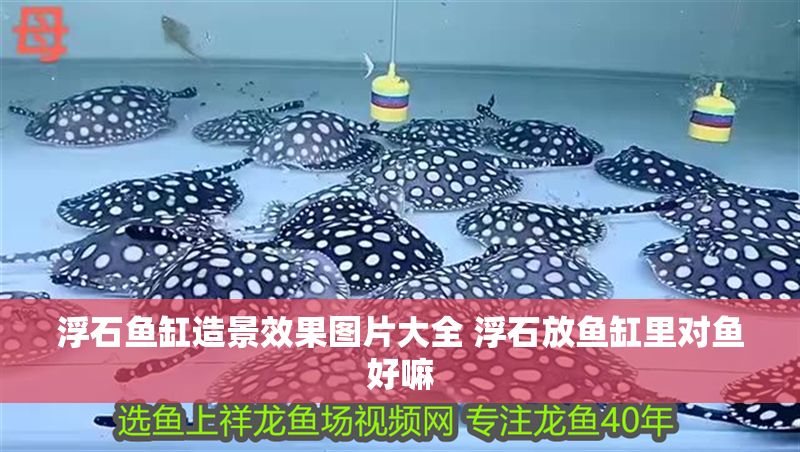 浮石魚缸造景效果圖片大全 浮石放魚缸里對魚好嘛