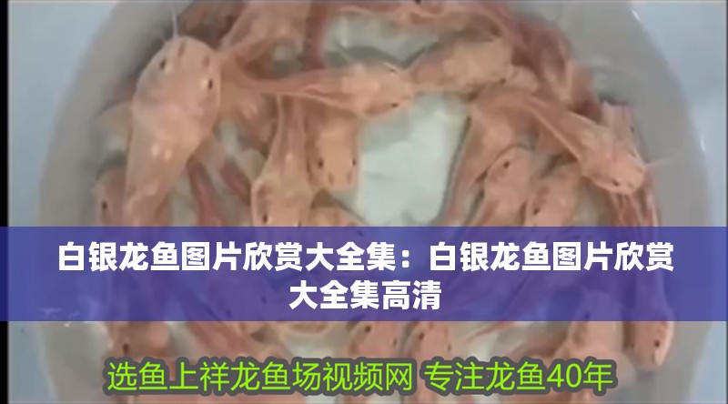 白銀龍魚圖片欣賞大全集：白銀龍魚圖片欣賞大全集高清 白銀龍魚圖片欣賞大全集：白銀龍魚圖片欣賞大全集高清 水族問答