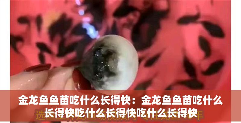 金龍魚魚苗吃什么長得快:金龍魚魚苗吃什么長得快吃什么長得快吃什么長得快 龍魚百科 第2張 金龍魚魚苗吃什么長得快:金龍魚魚苗吃什么長得快吃什么長得快吃什么長得快 金龍魚魚苗吃什么長得快:金龍魚魚苗吃什么長得快吃什么長得快吃什么長得快 龍魚百科 第2張