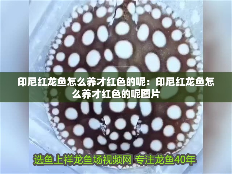 印尼紅龍魚(yú)怎么養(yǎng)才紅色的呢：印尼紅龍魚(yú)怎么養(yǎng)才紅色的呢圖片