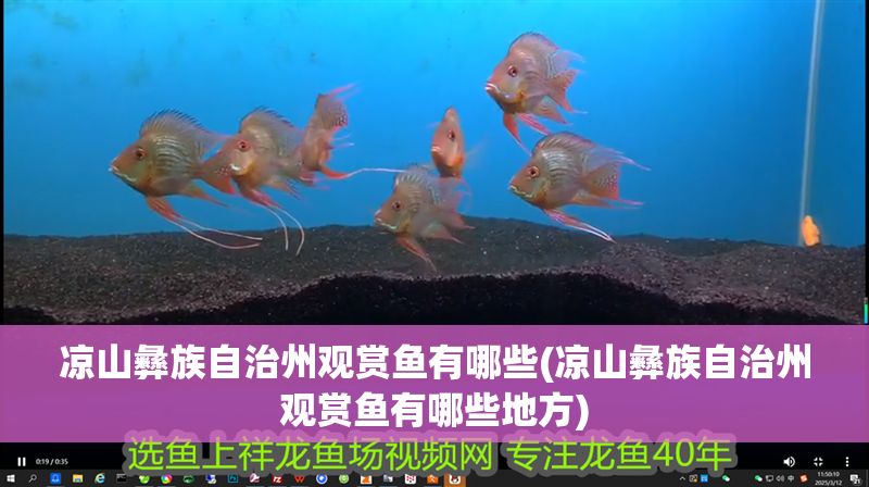 涼山彝族自治州觀賞魚有哪些(涼山彝族自治州觀賞魚有哪些地方)