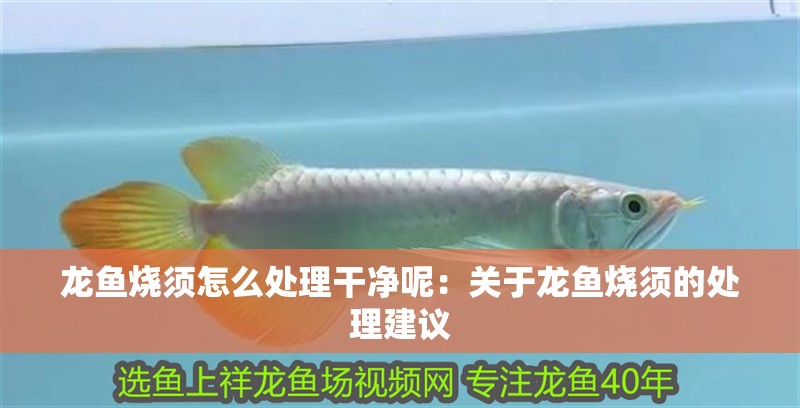 龍魚燒須怎么處理干凈呢：關于龍魚燒須的處理建議