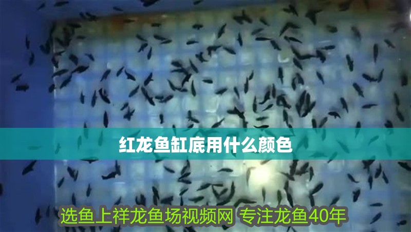 紅龍魚缸底用什么顏色 紅龍魚缸底用什么顏色 龍魚百科 第1張