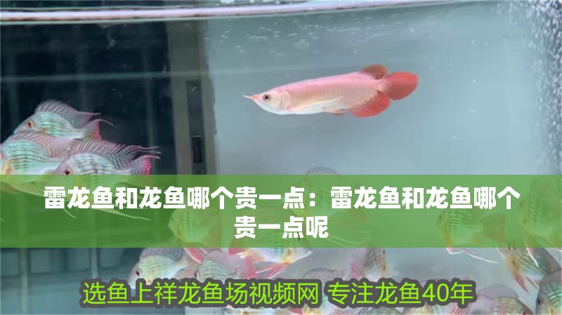 雷龍魚和龍魚哪個貴一點(diǎn)：雷龍魚和龍魚哪個貴一點(diǎn)呢 雷龍魚和龍魚哪個貴一點(diǎn)：雷龍魚和龍魚哪個貴一點(diǎn)呢 水族問答