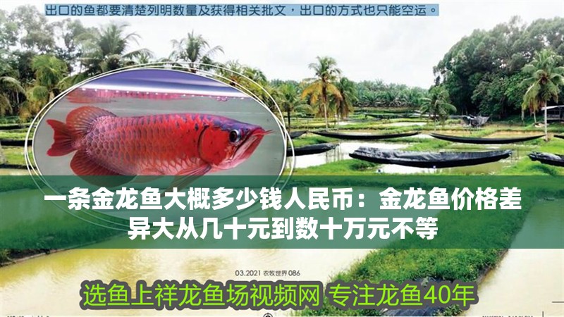 一條金龍魚大概多少錢人民幣：金龍魚價格差異大從幾十元到數十萬元不等