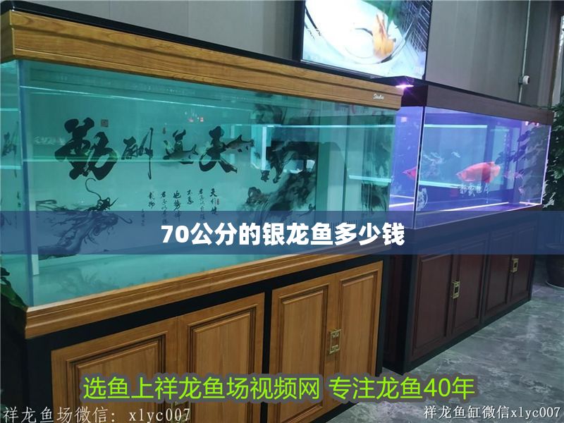 70公分的銀龍魚多少錢