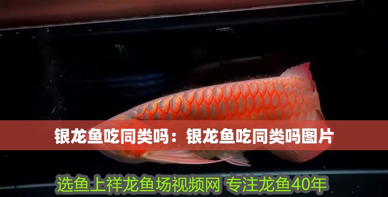 銀龍魚吃同類嗎：銀龍魚吃同類嗎圖片 銀龍魚吃同類嗎：銀龍魚吃同類嗎圖片 水族問答