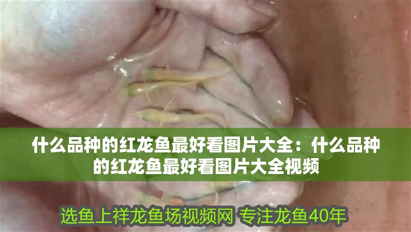 附近有賣魚缸的嗎在哪里賣
