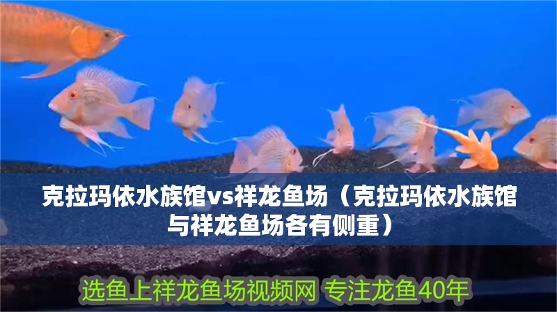 克拉瑪依水族館vs祥龍魚場（克拉瑪依水族館與祥龍魚場各有側重） 克拉瑪依水族館vs祥龍魚場（克拉瑪依水族館與祥龍魚場各有側重） 全國水族館企業名錄 第1張