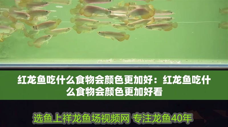 紅龍魚吃什么食物會顏色更加好：紅龍魚吃什么食物會顏色更加好看
