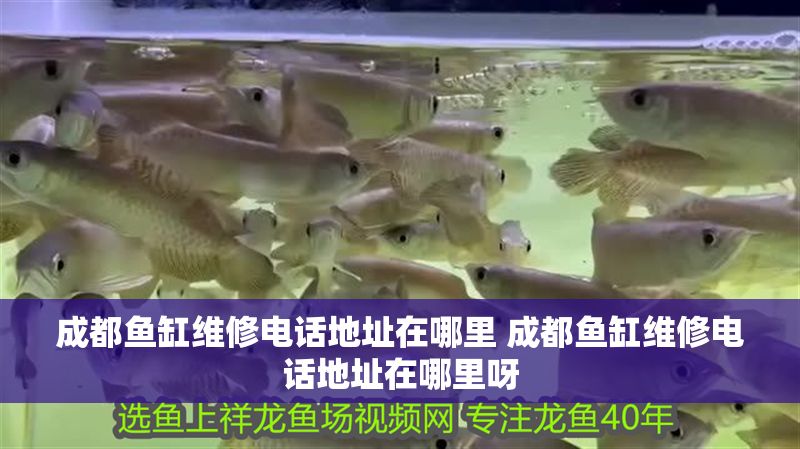 成都魚缸維修電話地址在哪里 成都魚缸維修電話地址在哪里呀