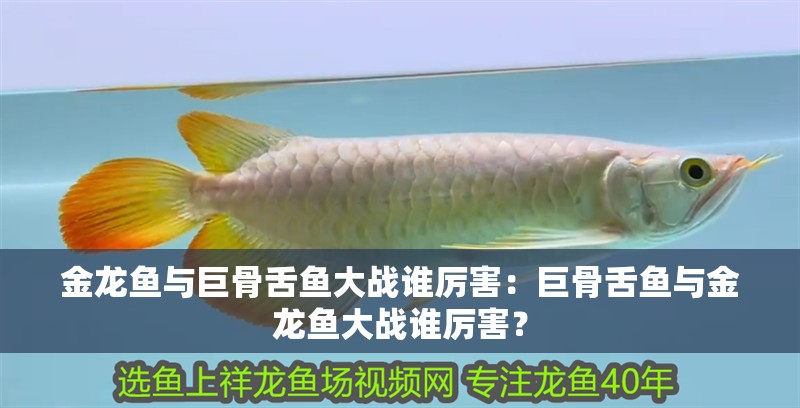 金龍魚與巨骨舌魚大戰誰厲害：巨骨舌魚與金龍魚大戰誰厲害？
