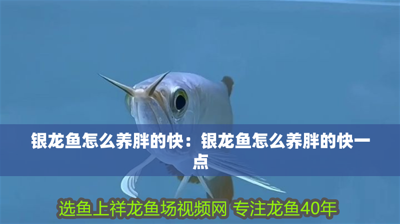 銀龍魚怎么養胖的快：銀龍魚怎么養胖的快一點