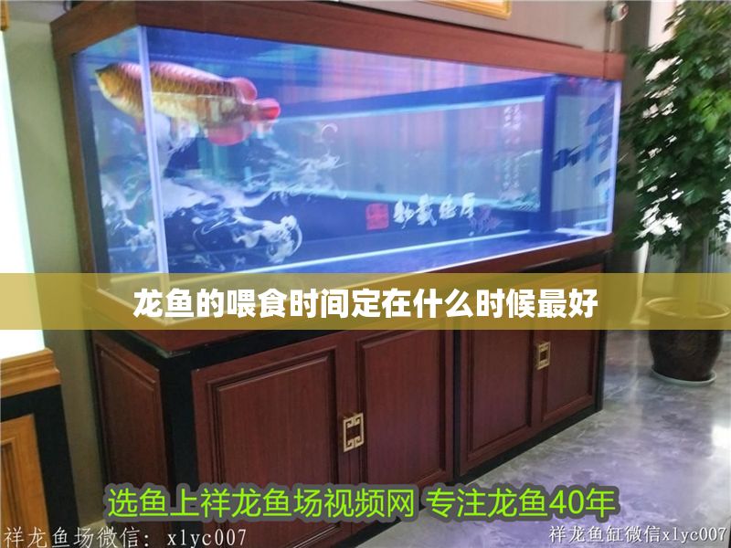 龍魚的喂食時間定在什么時候最好 龍魚百科 第2張 龍魚的喂食時間定在什么時候最好 龍魚的喂食時間定在什么時候最好 龍魚百科 第2張