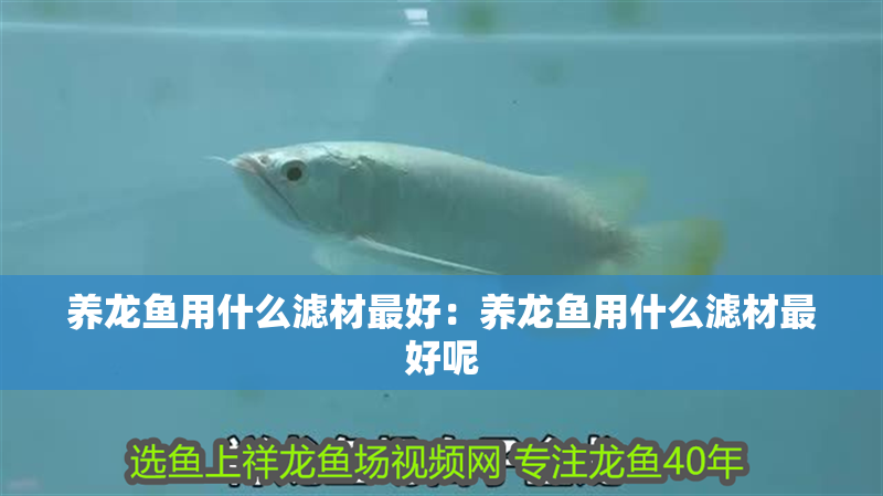 養(yǎng)龍魚用什么濾材最好：養(yǎng)龍魚用什么濾材最好呢