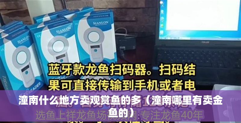 潼南什么地方賣觀賞魚的多（潼南哪里有賣金魚的）