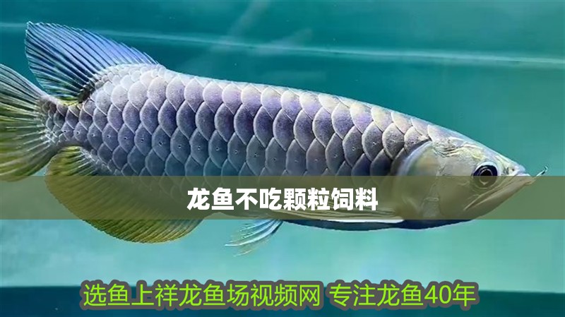 龍魚不吃顆粒飼料