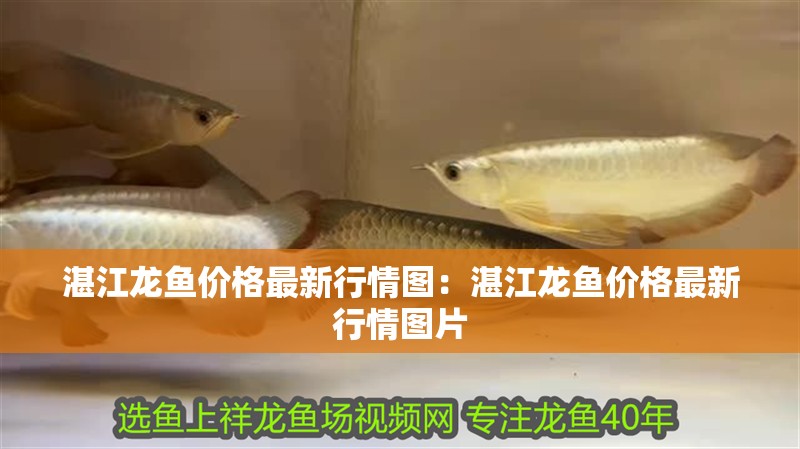 <strong><mark>湛江</mark></strong>龍魚價格最新行情圖：<strong><mark>湛江</mark></strong>龍魚價格最新行情圖片