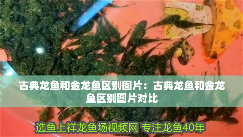 古典龍魚和金龍魚區(qū)別圖片：古典龍魚和金龍魚區(qū)別圖片對比 古典龍魚和金龍魚區(qū)別圖片：古典龍魚和金龍魚區(qū)別圖片對比 水族問答