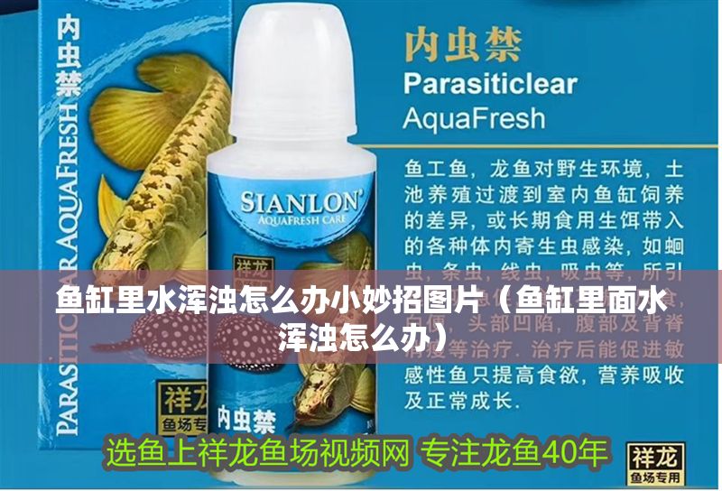 魚缸里水渾濁怎么辦小妙招圖片（魚缸里面水渾濁怎么辦）