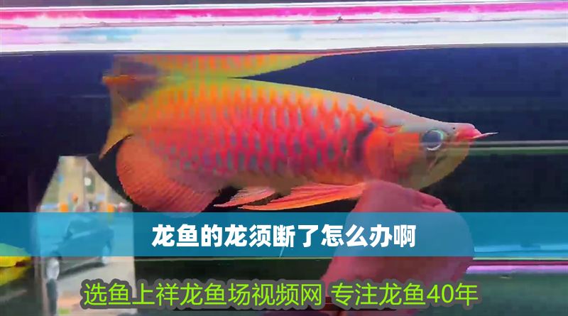 龍魚的龍須斷了怎么辦啊
