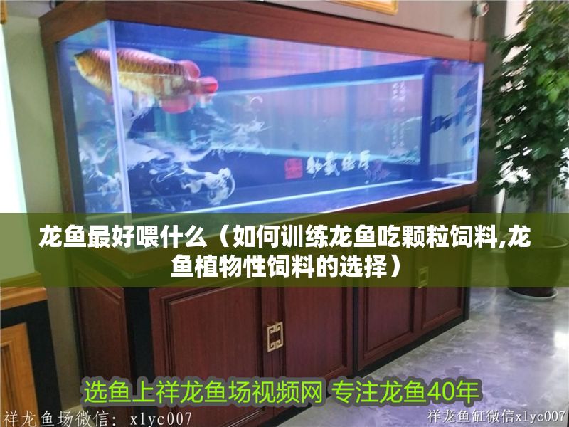 龍魚最好喂什么（如何訓練龍魚吃顆粒飼料,龍魚植物性飼料的選擇）