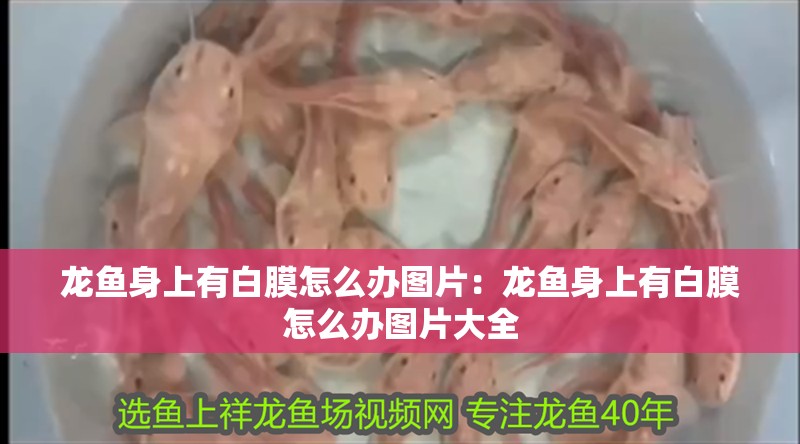龍魚身上有白膜怎么辦圖片：龍魚身上有白膜怎么辦圖片大全 龍魚身上有白膜怎么辦圖片：龍魚身上有白膜怎么辦圖片大全 水族問答