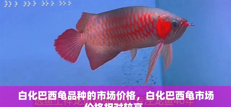 白化巴西龜品種的市場價格，白化巴西龜市場價格相對較高，