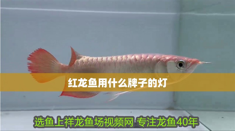 紅龍魚用什么牌子的燈 龍魚百科 第1張 紅龍魚用什么牌子的燈 紅龍魚用什么牌子的燈 龍魚百科 第1張