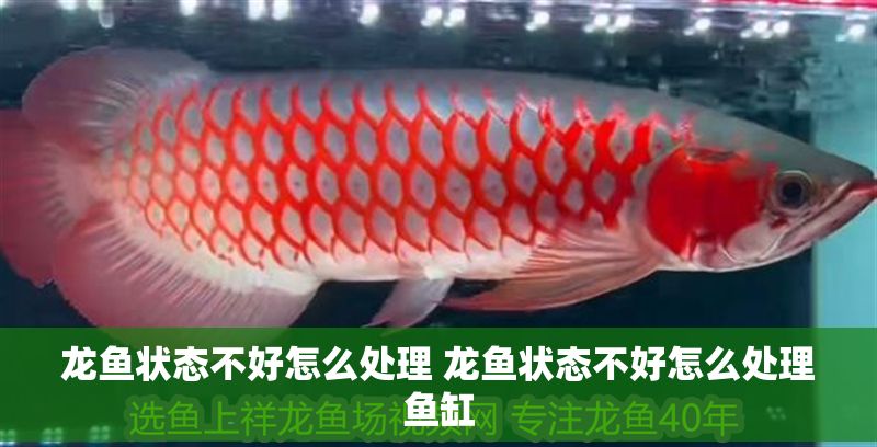 龍魚狀態(tài)不好怎么處理 龍魚狀態(tài)不好怎么處理魚缸