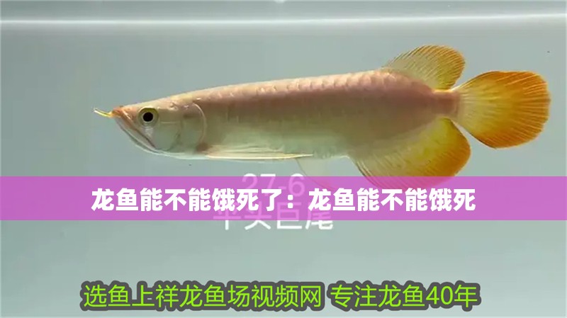 龍魚能不能餓死了：龍魚能不能餓死
