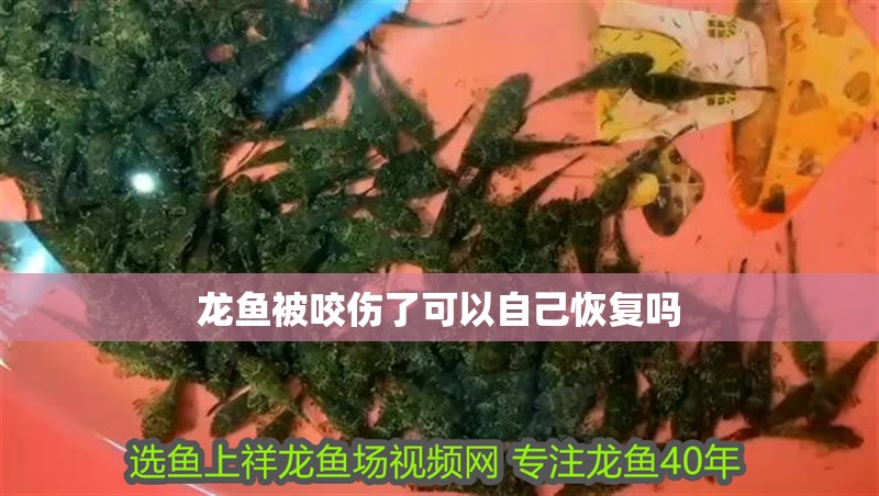 龍魚被咬傷了可以自己恢復嗎 龍魚被咬傷了可以自己恢復嗎 龍魚百科 第2張