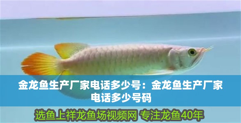 金龍魚生產廠家電話多少號：金龍魚生產廠家電話多少號碼