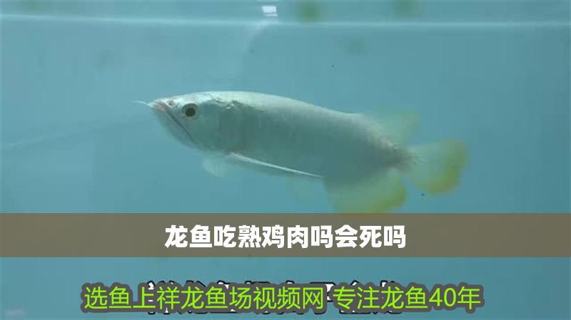 龍魚吃熟雞肉嗎會死嗎