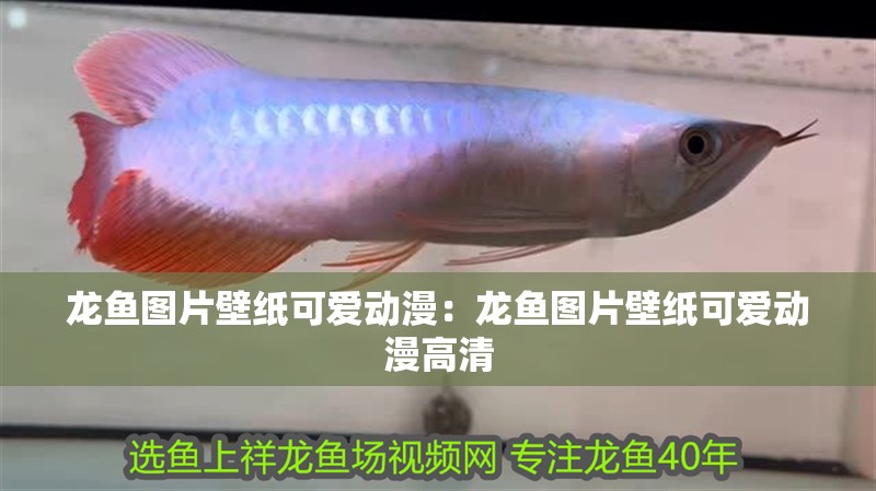 龍魚圖片壁紙可愛動漫：龍魚圖片壁紙可愛動漫高清 龍魚圖片壁紙可愛動漫：龍魚圖片壁紙可愛動漫高清 水族問答