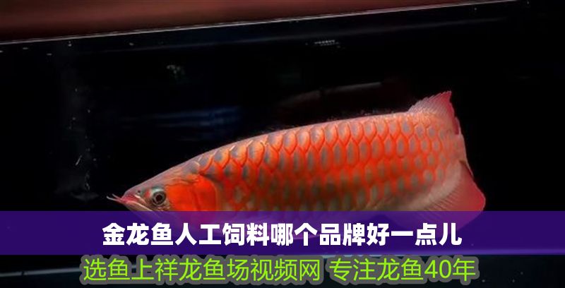 金龍魚人工飼料哪個品牌好一點兒