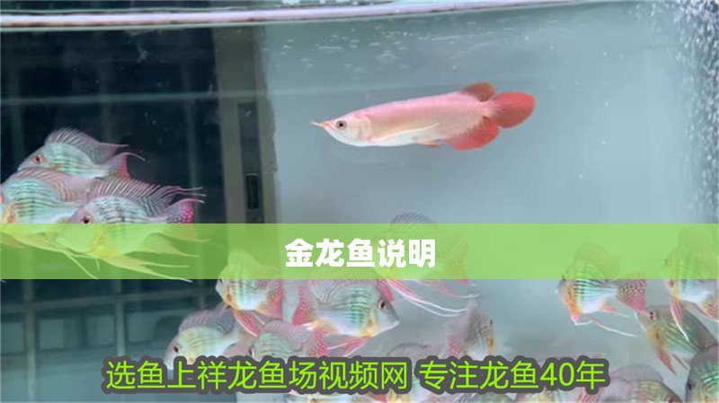 金龍魚說明