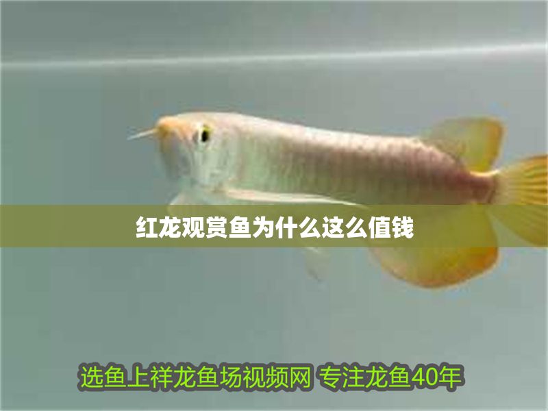 紅龍觀賞魚為什么這么值錢 龍魚百科 第1張 紅龍觀賞魚為什么這么值錢 紅龍觀賞魚為什么這么值錢 龍魚百科 第1張