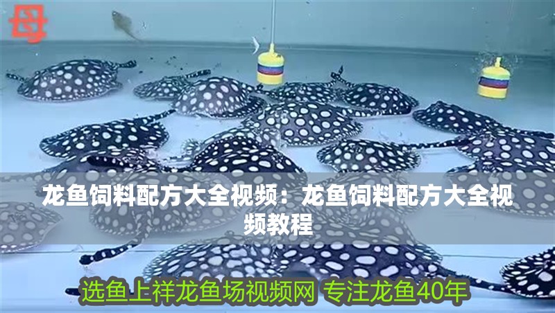 龍魚飼料配方大全視頻:龍魚飼料配方大全視頻教程 水族問答 龍魚飼料配方大全視頻:龍魚飼料配方大全視頻教程 龍魚飼料配方大全視頻:龍魚飼料配方大全視頻教程 水族問答