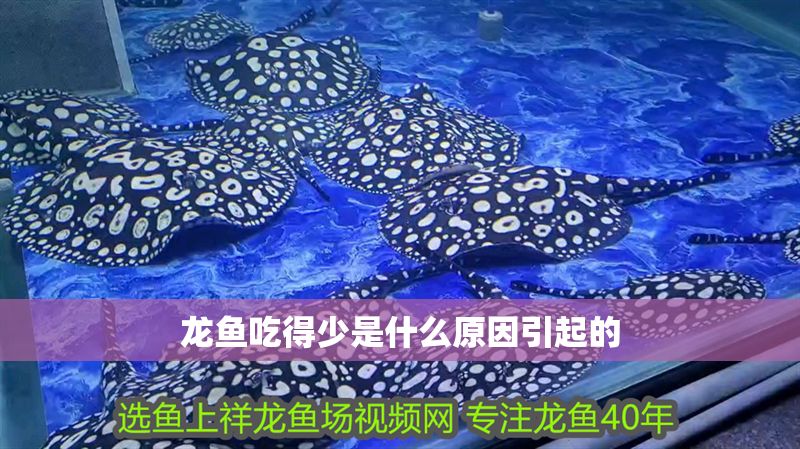 龍魚吃得少是什么原因引起的