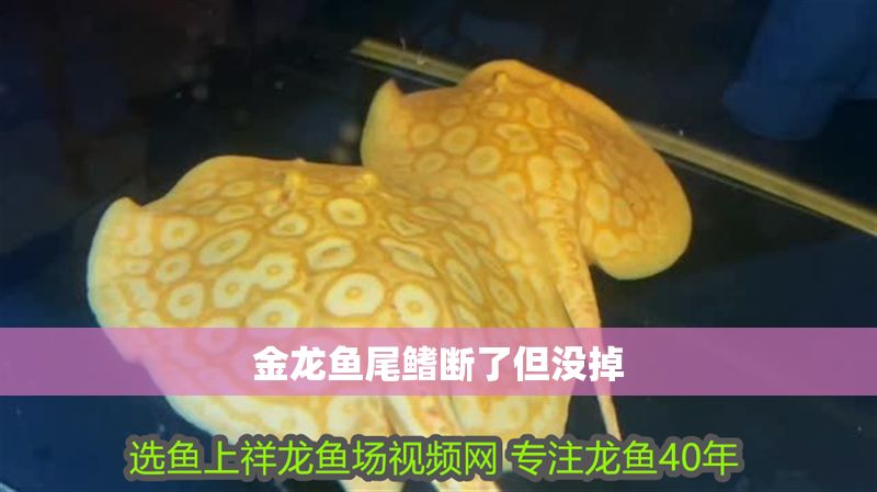 金龍魚尾鰭斷了但沒掉