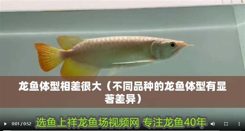 龍魚(yú)體型相差很大(不同品種的龍魚(yú)體型有顯著差異) 龍魚(yú)百科 第2張 龍魚(yú)體型相差很大(不同品種的龍魚(yú)體型有顯著差異) 龍魚(yú)體型相差很大(不同品種的龍魚(yú)體型有顯著差異) 龍魚(yú)百科 第2張