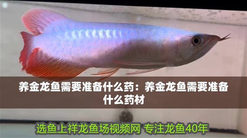 養金龍魚需要準備什么藥:養金龍魚需要準備什么藥材 水族問答 養金龍魚需要準備什么藥:養金龍魚需要準備什么藥材 養金龍魚需要準備什么藥:養金龍魚需要準備什么藥材 水族問答