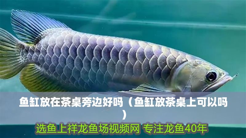 魚缸放在茶桌旁邊好嗎(魚缸放茶桌上可以嗎) 龍魚百科 第1張 魚缸放在茶桌旁邊好嗎(魚缸放茶桌上可以嗎) 魚缸放在茶桌旁邊好嗎(魚缸放茶桌上可以嗎) 龍魚百科 第1張