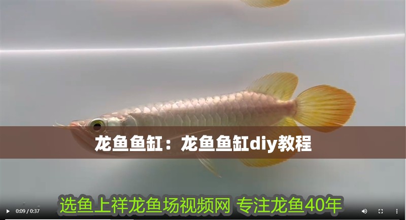 龍魚魚缸：龍魚魚缸diy教程 龍魚魚缸：龍魚魚缸diy教程 龍魚百科