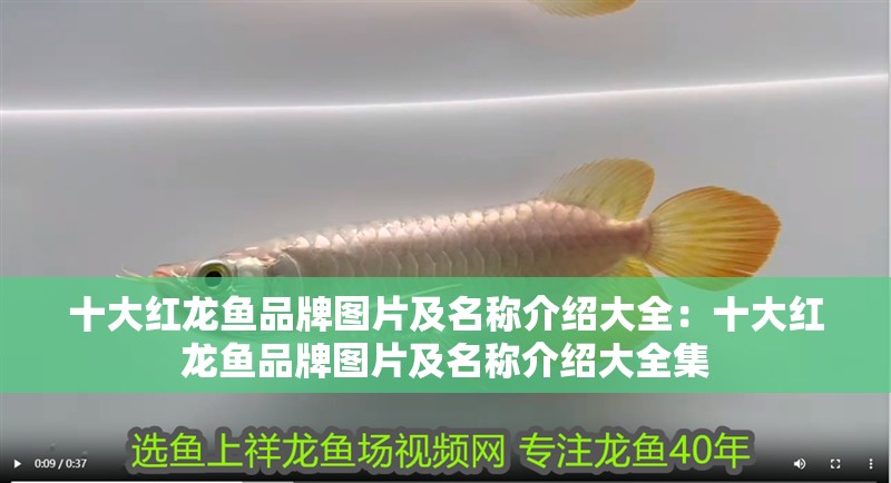 魟魚的尾刺會刺到公魚嗎？：鯊魚的尾刺會刺到公魚嗎[需手動填充]魚的尾刺會刺到公魚嗎