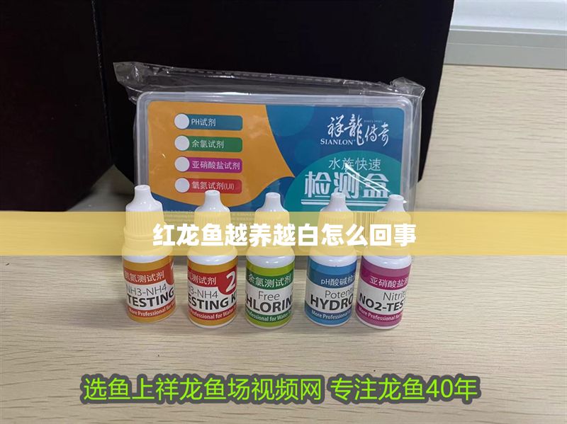 紅龍魚越養(yǎng)越白怎么回事