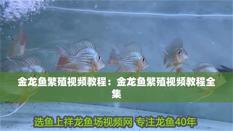 金龍魚繁殖視頻教程：金龍魚繁殖視頻教程全集