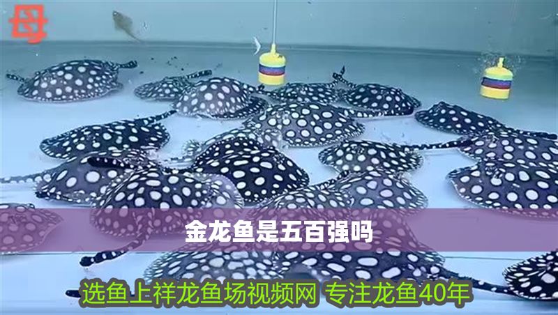 金龍魚是五百強嗎 龍魚百科 第2張 金龍魚是五百強嗎 金龍魚是五百強嗎 龍魚百科 第2張